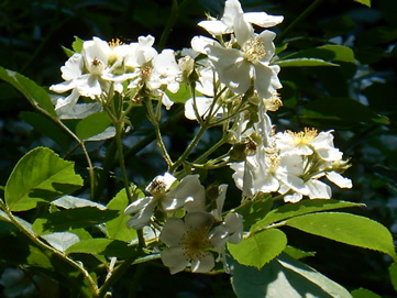 White flowers, aka Biltmore Hawthorne.